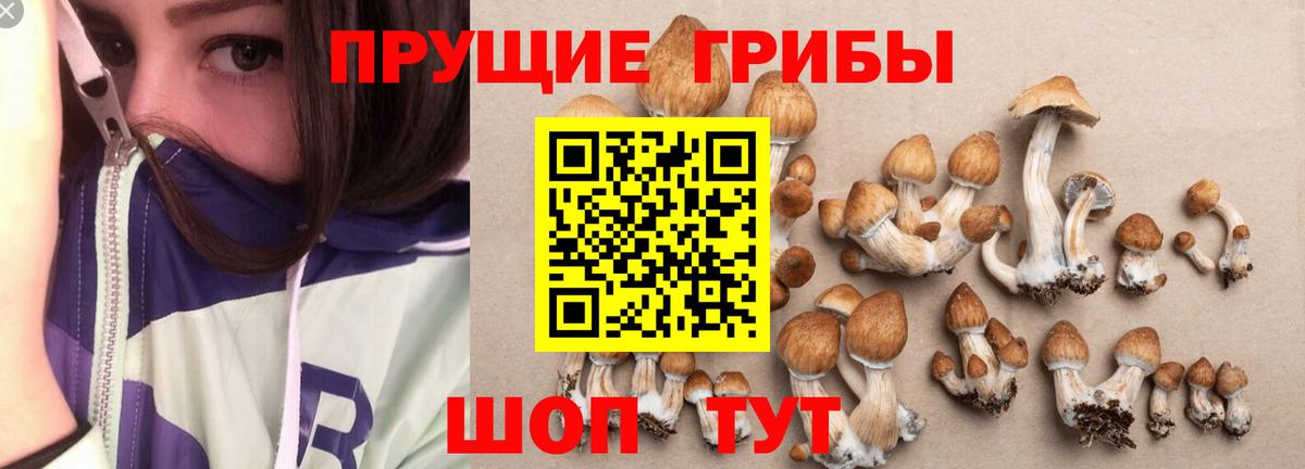 Псилоцибиновые грибы мухоморы Минеральные Воды
